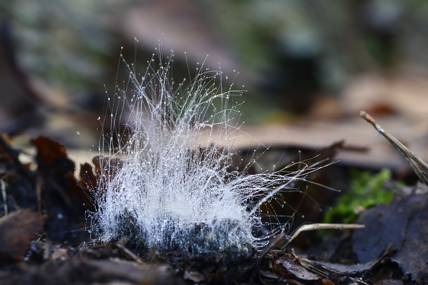 mucorales schimmel 10-2024 1397